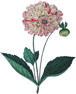 Dahlia du vase Emile Gallé exposé au musée Grand Curtius à Liège