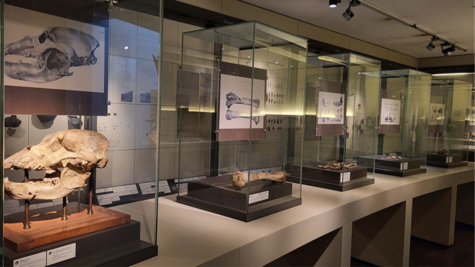 Visite famille enfant Préhistoire Grand Curtius 2026