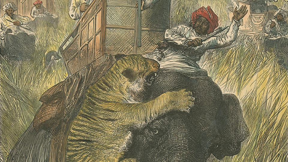 Tigre attaquant un éléphant